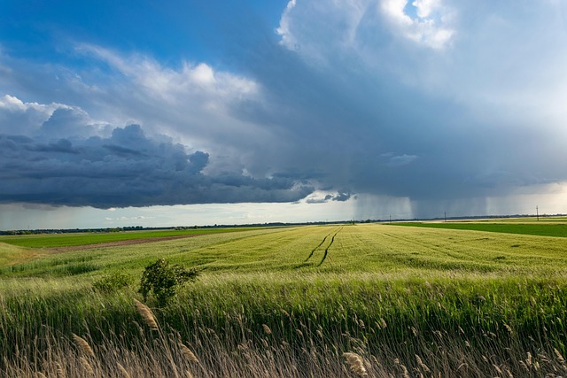 Donkere stormlucht trekt over een uitgestrekt Nederlands weiland met rijpend graan en een strook zonlicht aan de horizon.